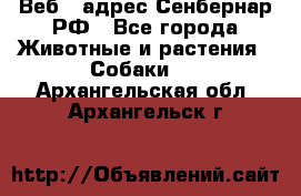 Веб – адрес Сенбернар.РФ - Все города Животные и растения » Собаки   . Архангельская обл.,Архангельск г.